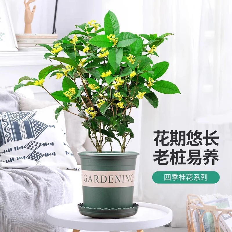 【买2送3】桂花树苗四季桂盆栽苗四季开花浓香型耐寒好养室内外庭院