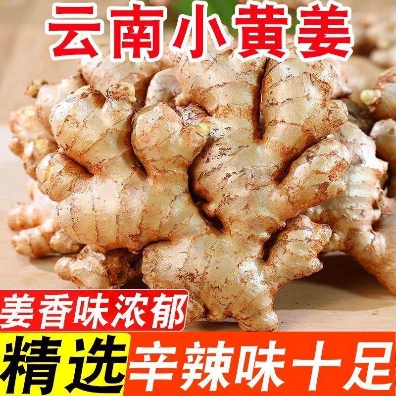 正宗云南小黄姜新鲜现挖老姜月子姜当季鲜姜直发qd