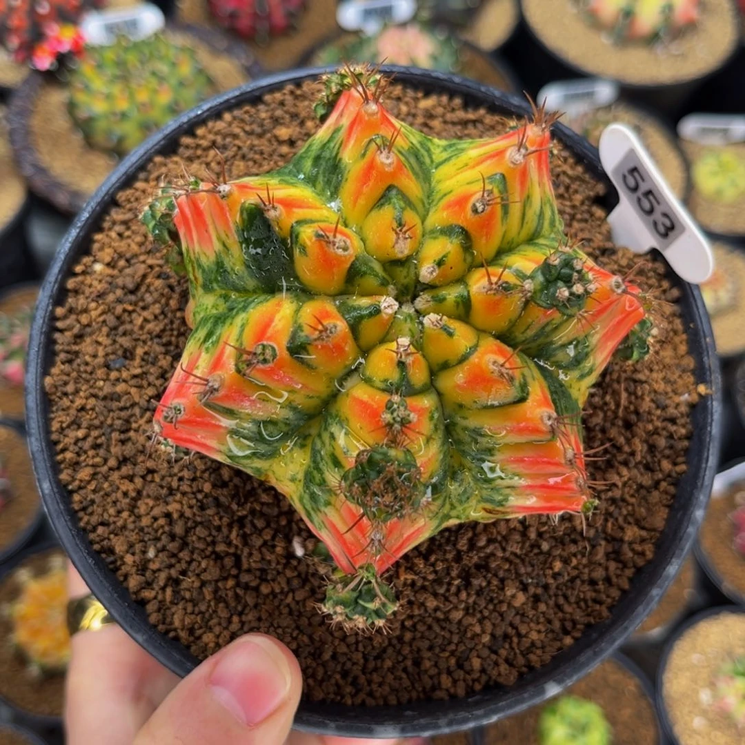 T31115 米哈仙人球