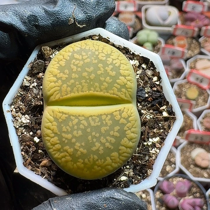 扎****子生石花223:：。   131