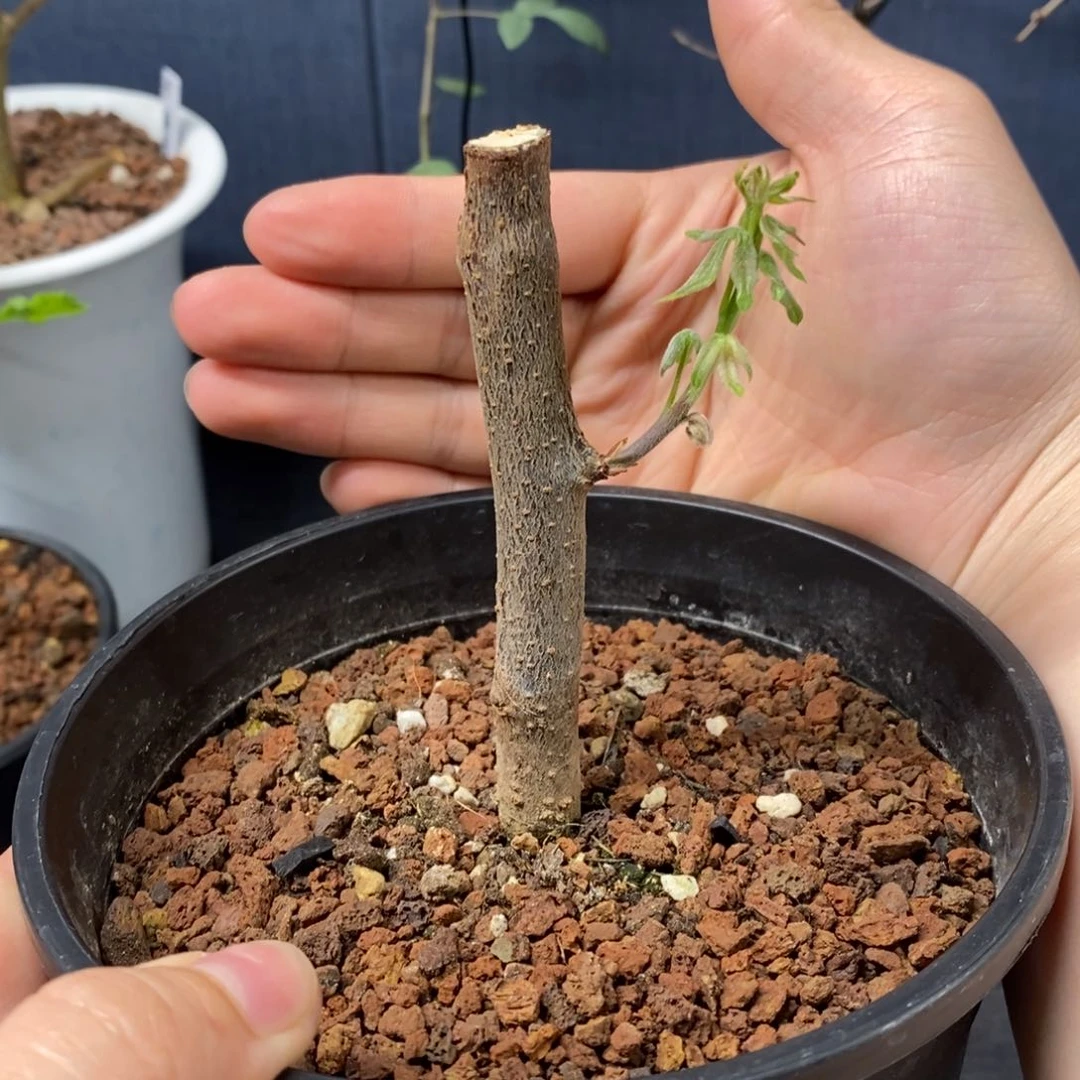 吃****君扭矩没药带盆发货