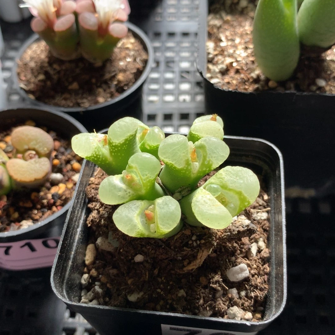 764粉樱风铃母本 老伤