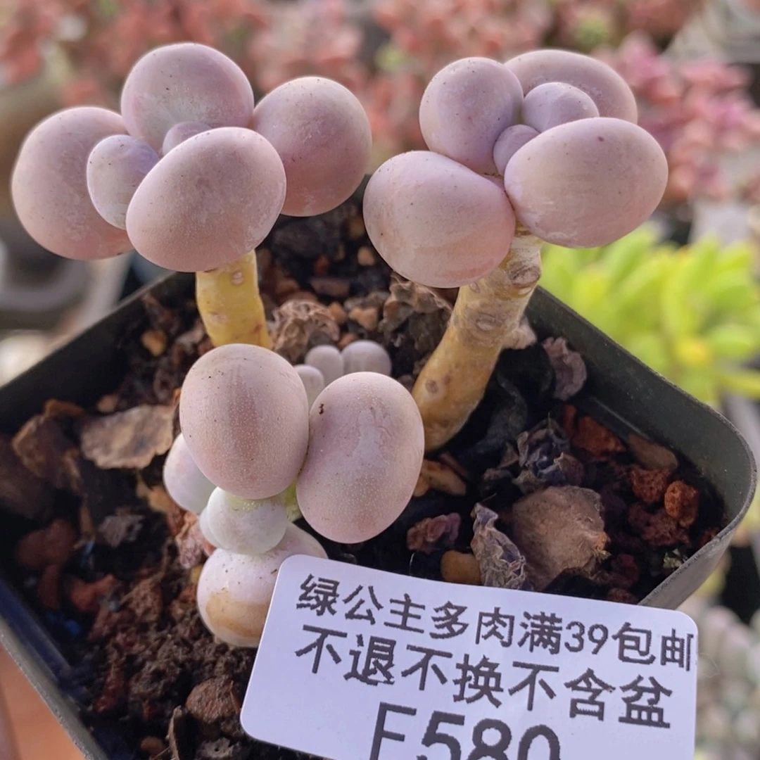 橙奶5cm580多肉植物