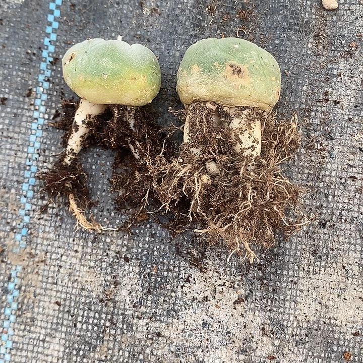 两颗自根海鲜，一物一拍