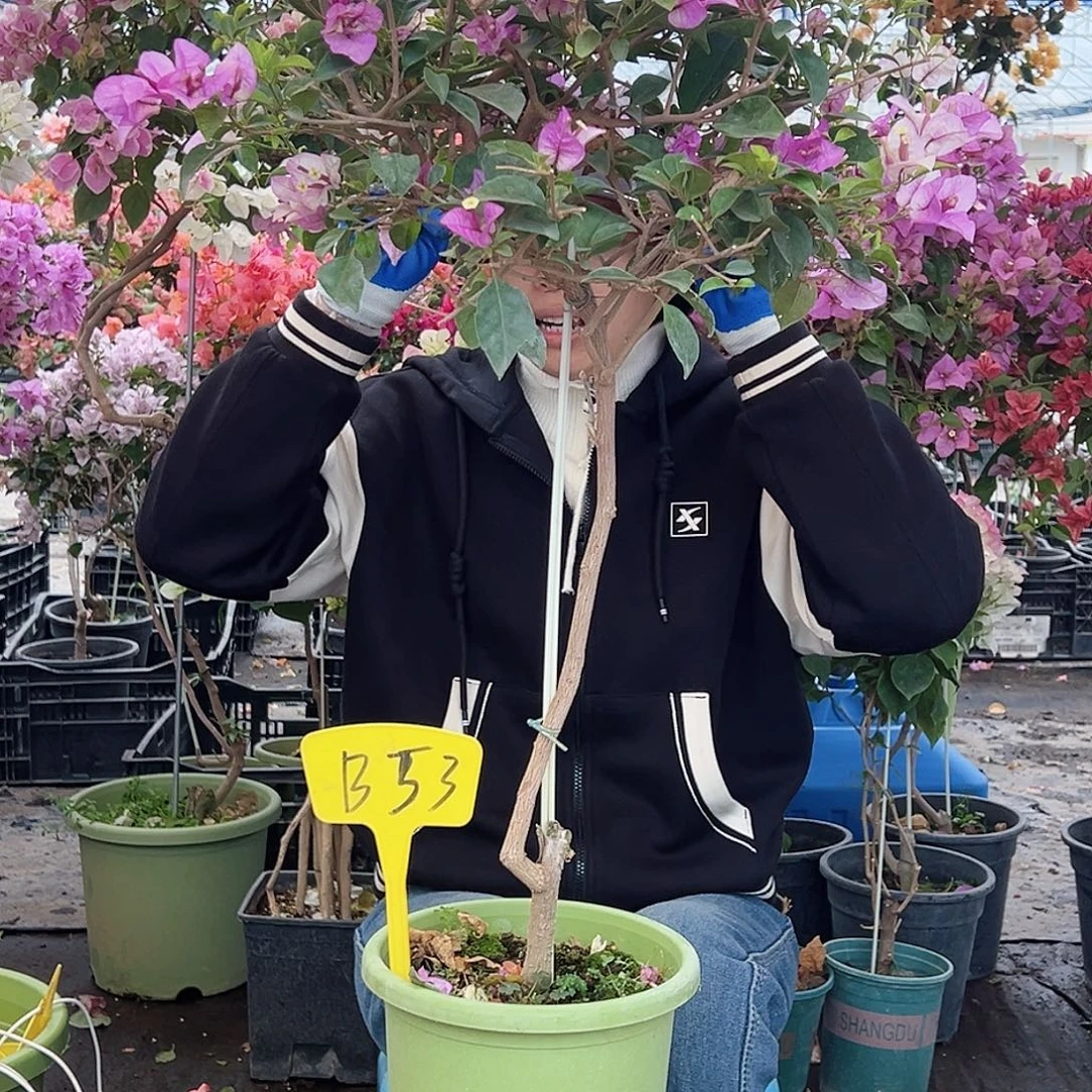 越***好大部分花苞少量开放B53雪紫