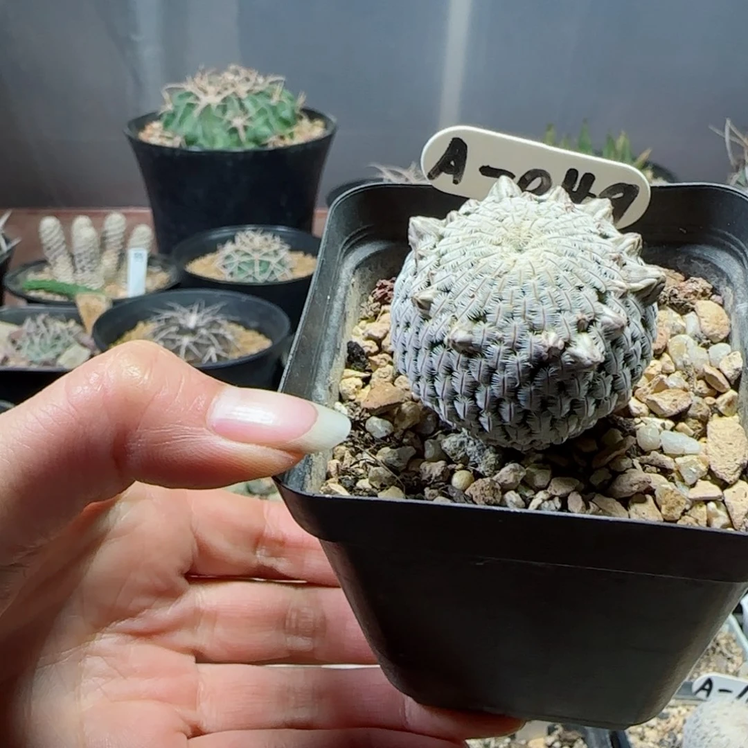 宇****秀A49实生白斜子多肉