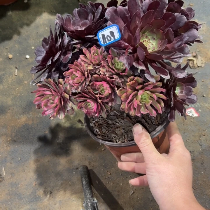 粉初恋丛林朵1109一物一拍多肉