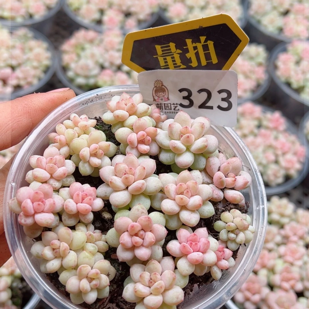 多肉植物多肉植物