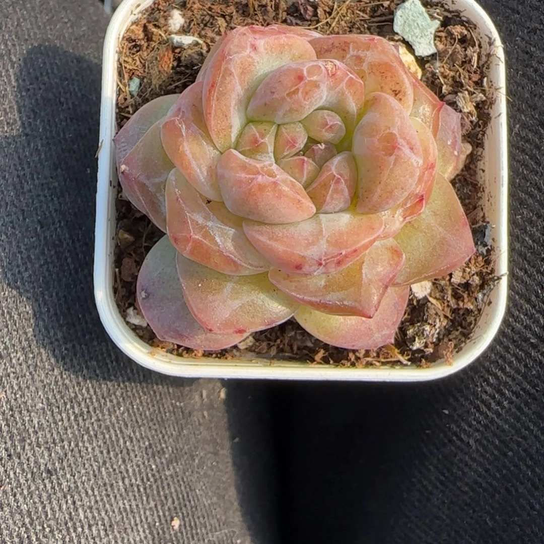 多肉小卡拉米糖心一物一拍