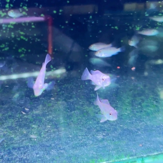 慈鲷特价3厘米潘塔宝石2只