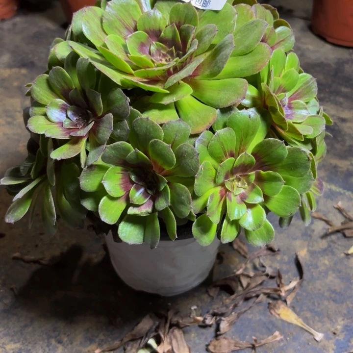 瑞妈多肉园艺182花月夜