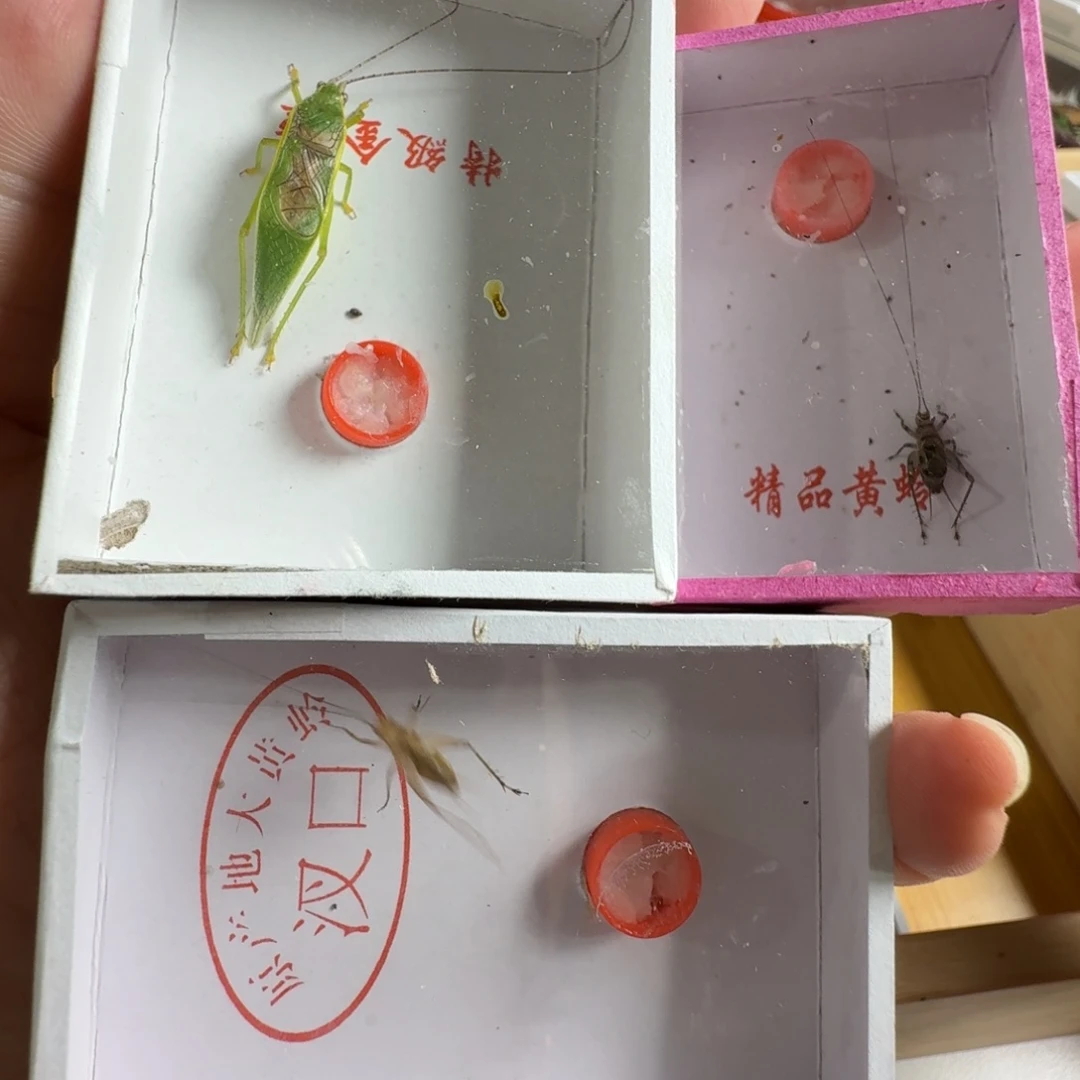 精品金钟大黄龄金蛉子3个