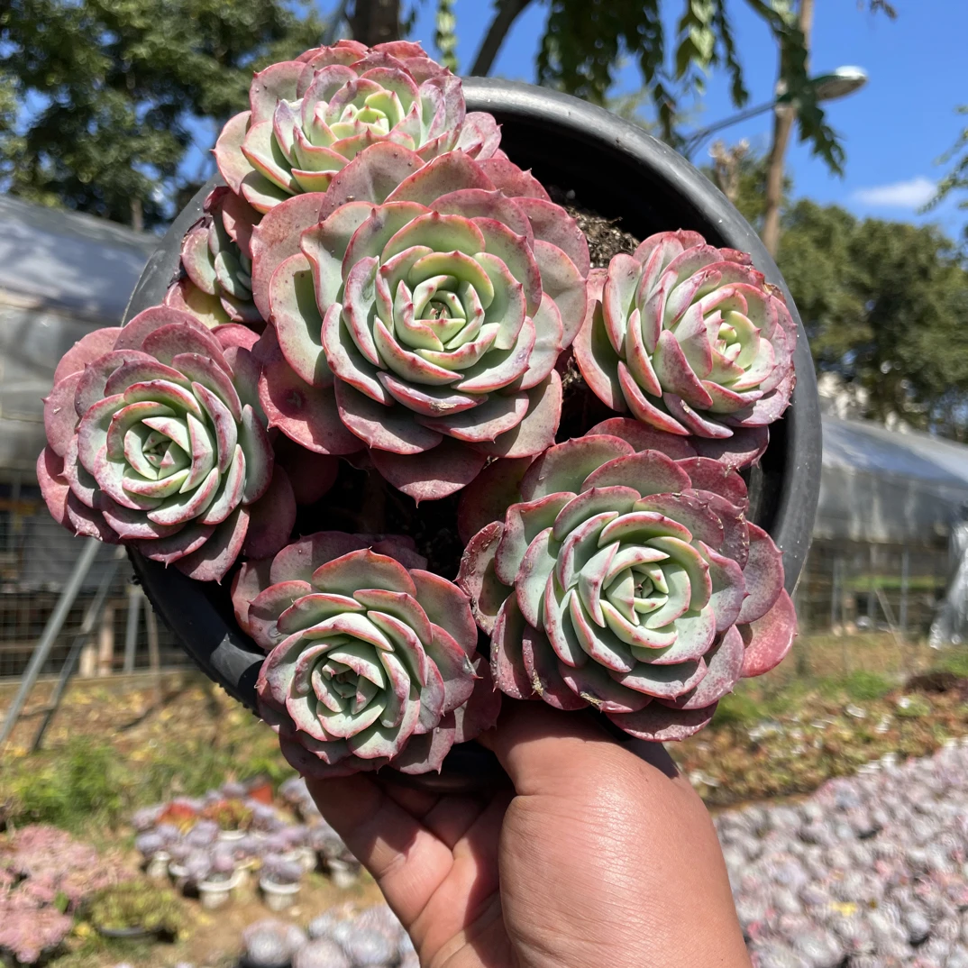 精控手捧奶油黄桃 金金精品多肉植物