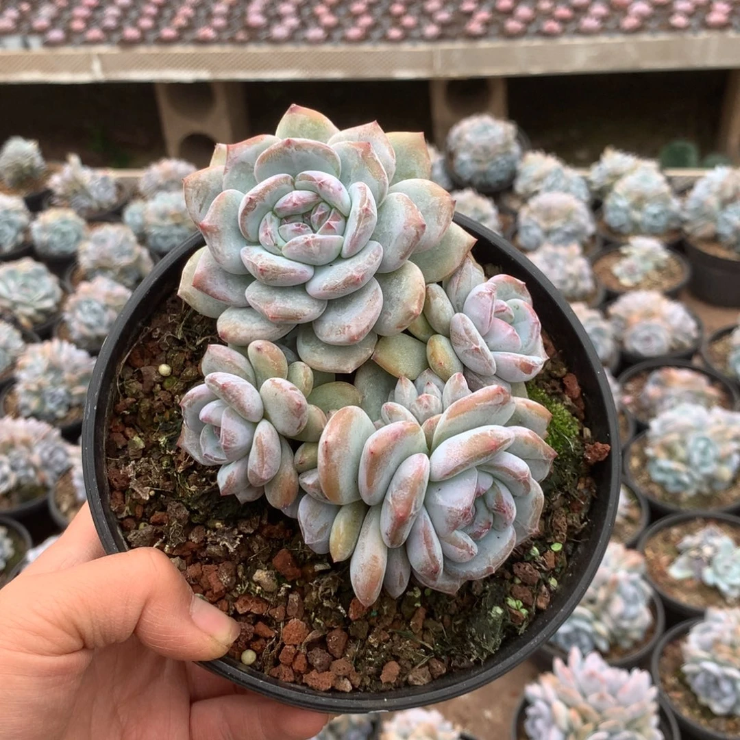 无花朵哈哈哈哈哈哈哈哈无砍31