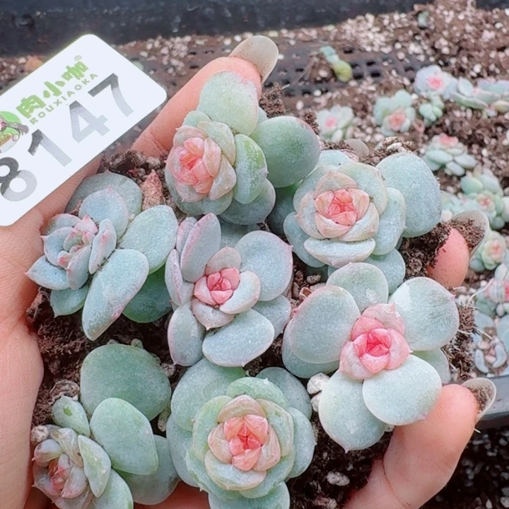 多肉植物多肉植物