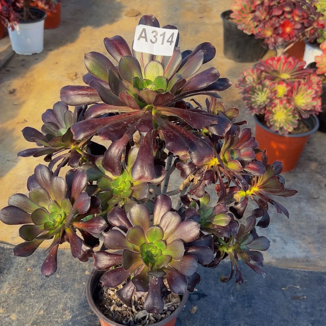 用***1无花朵晚霞法师314