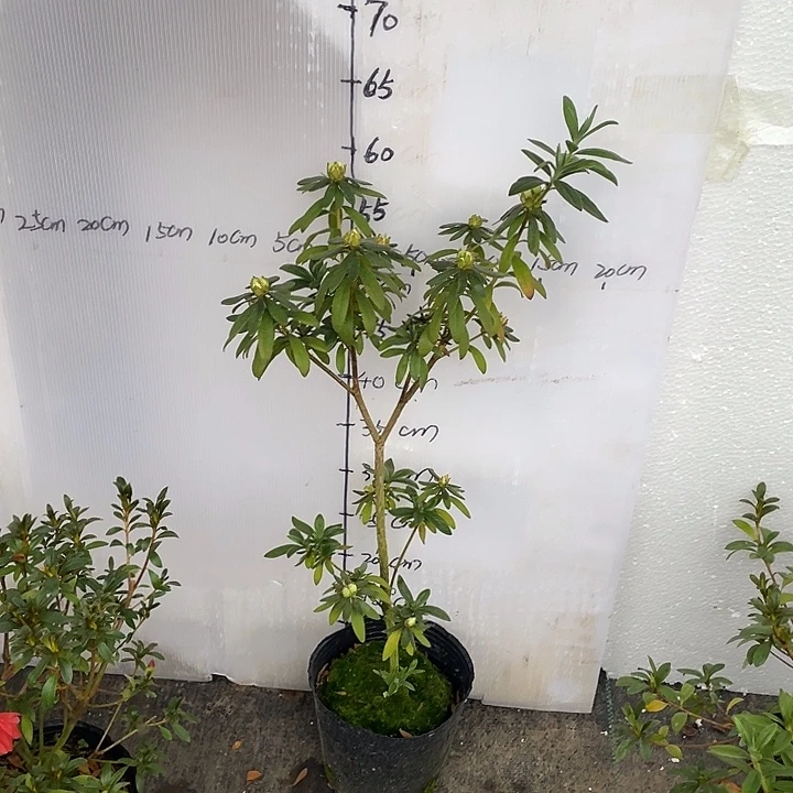 三***炮皋月杜鹃花岸牡丹