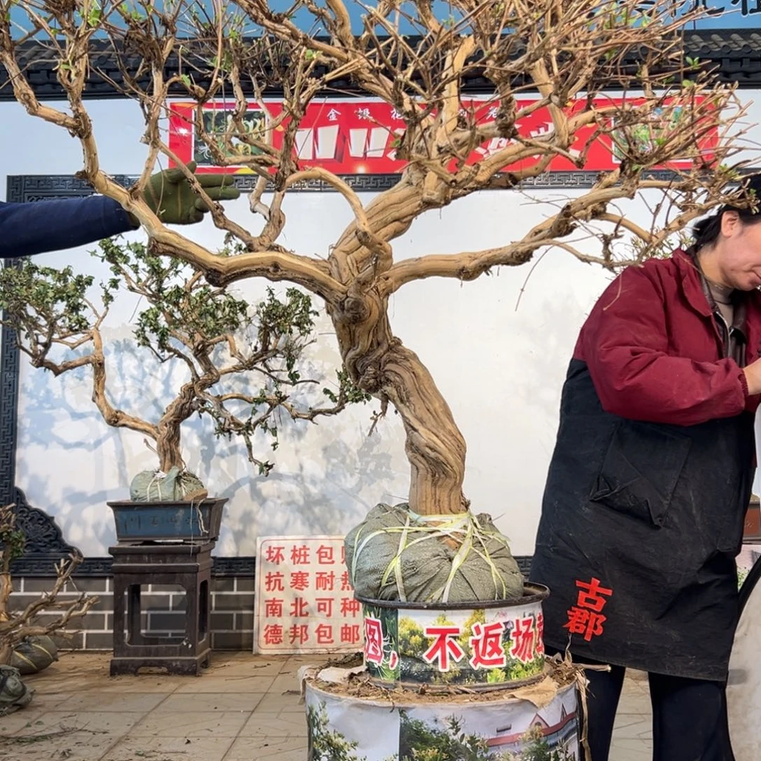 无花朵金银花55555555555