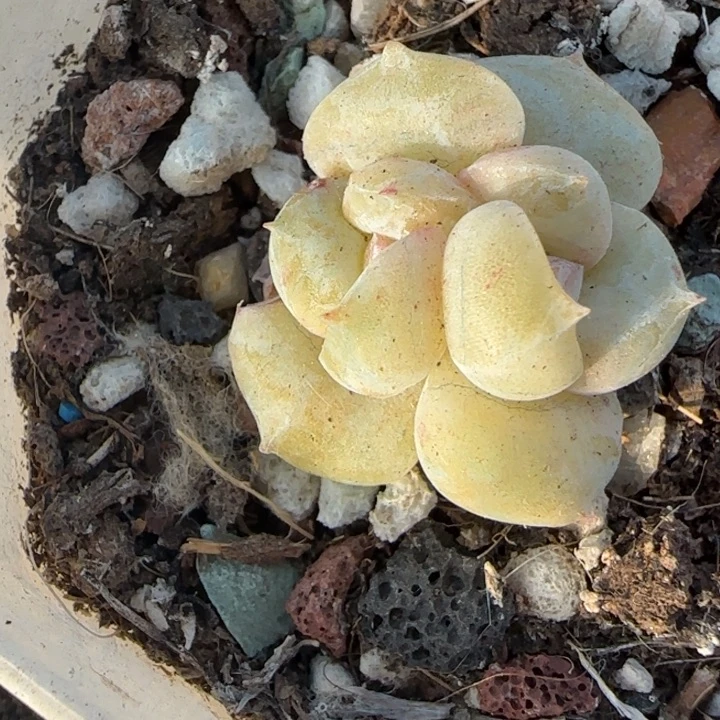 小卡拉米糖心一物一拍