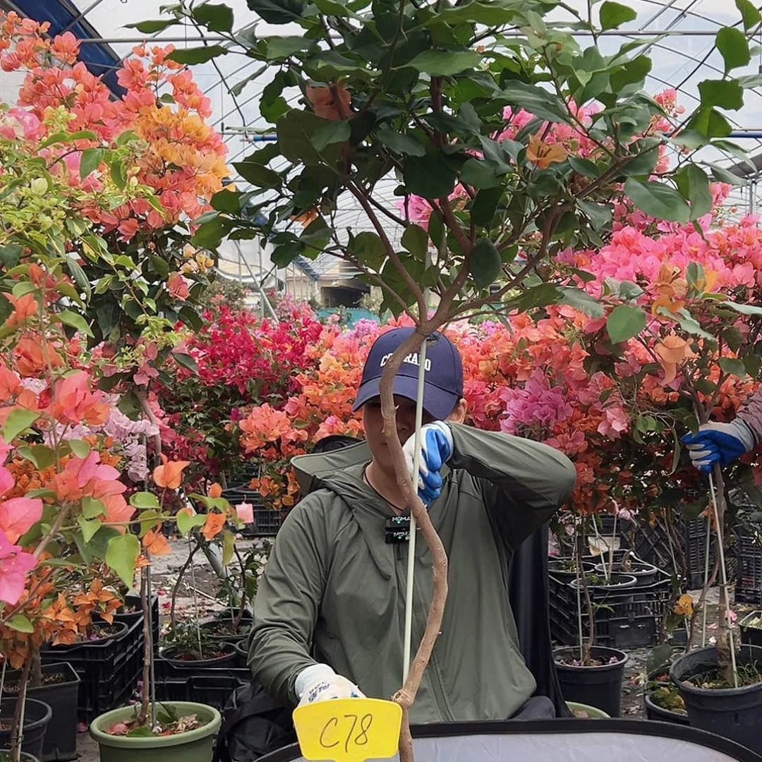 广***娘大部分花苞少量开放C78变色龙