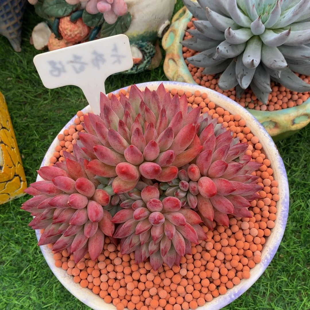 Y***Y多肉植物62727373773