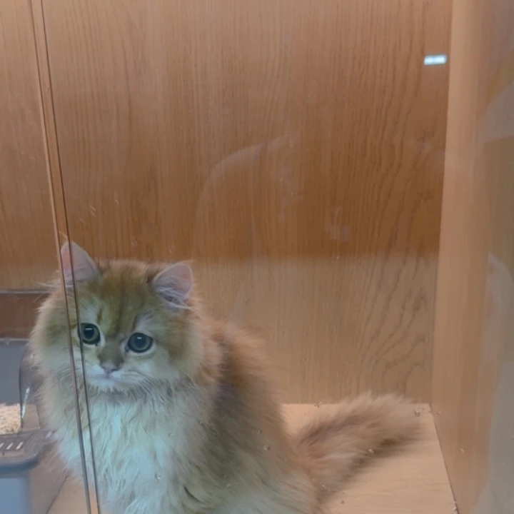 金渐层长毛5个月弟弟