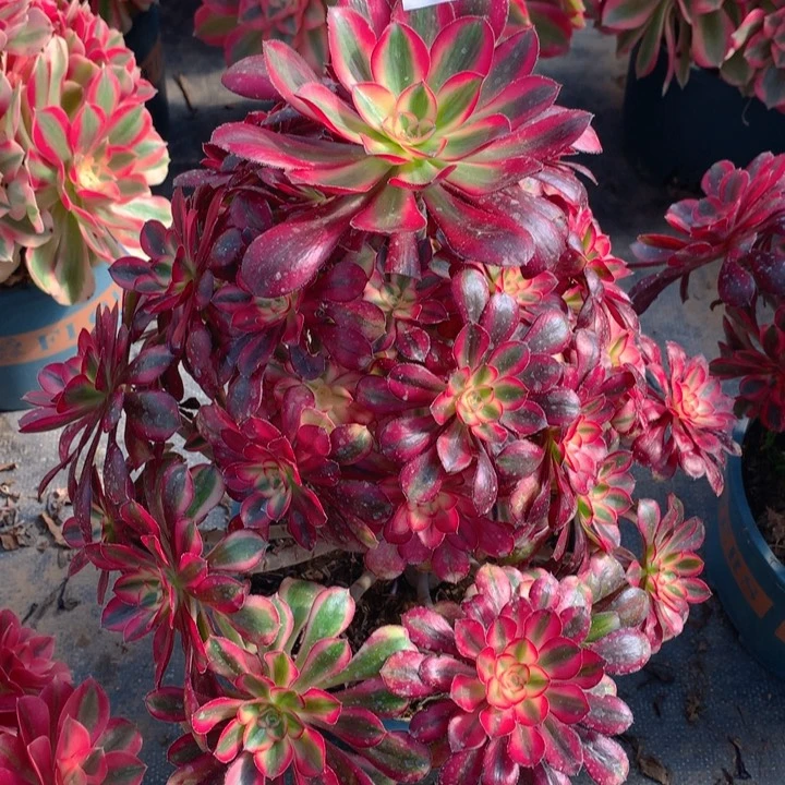 628香奈儿法师多肉