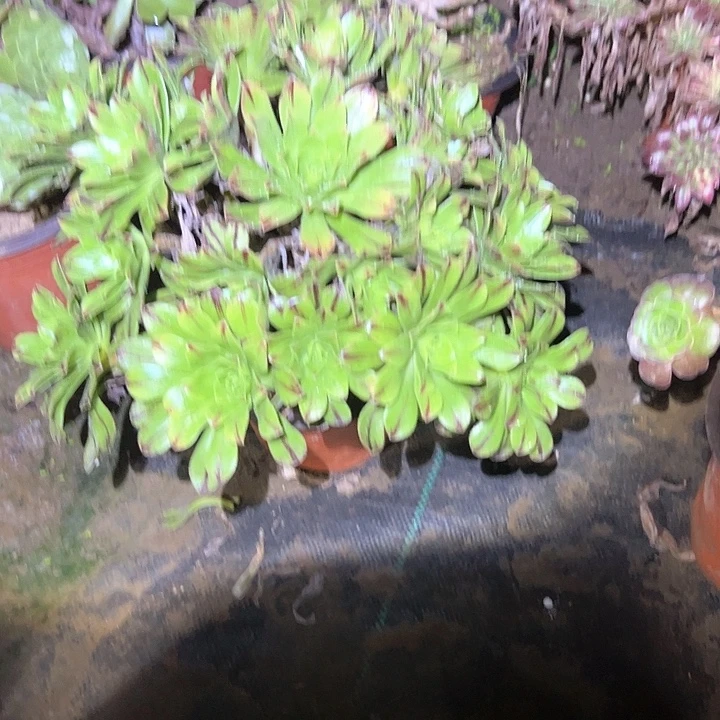 不售后法师一物一拍77