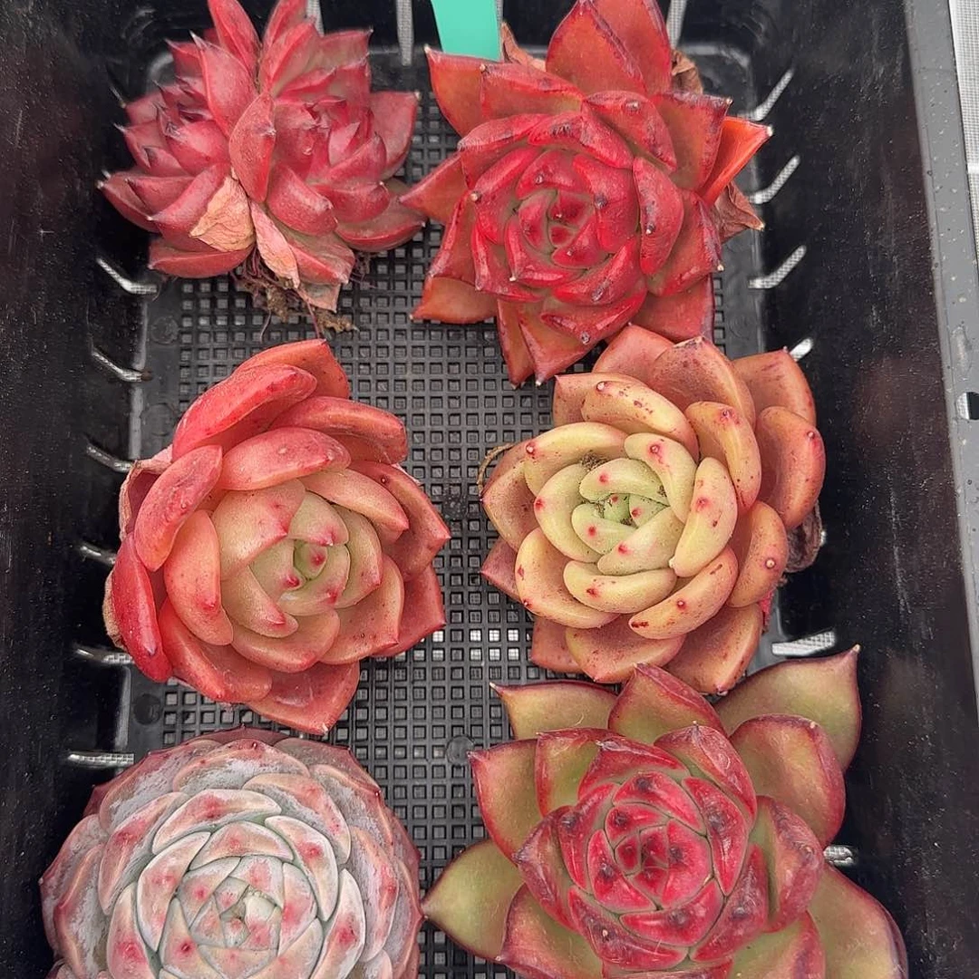 从前慢甄选多肉0119-60