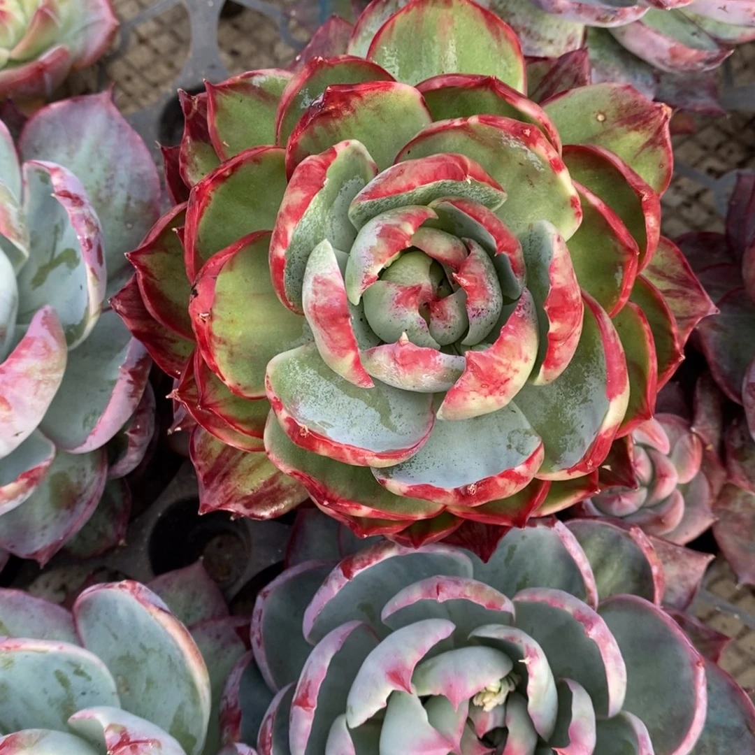 曾***节         76。