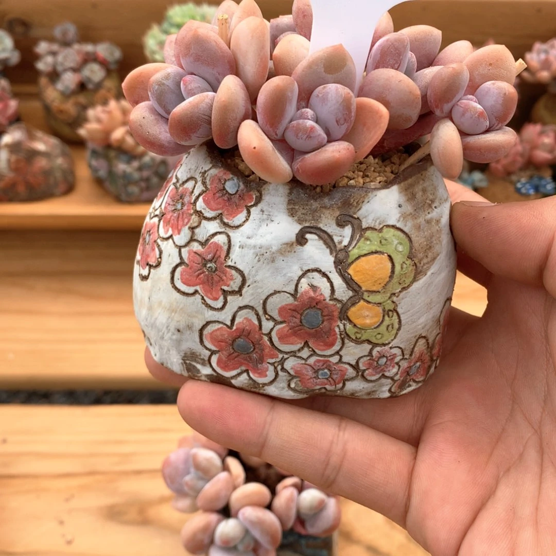 果***)花盆一个一物一拍整群