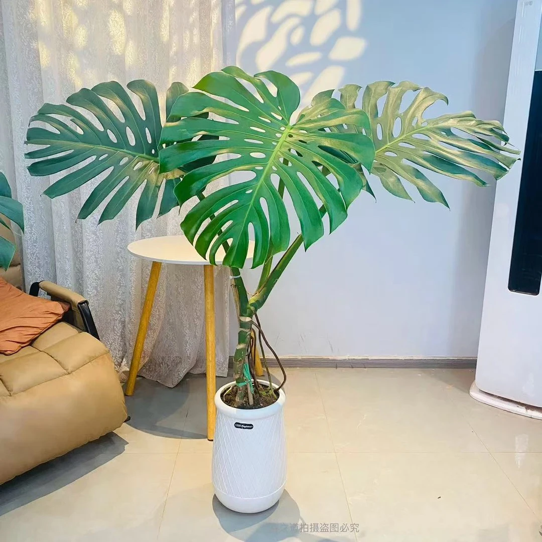 老桩龟背竹室内植物净化空气吸甲醛除异味
