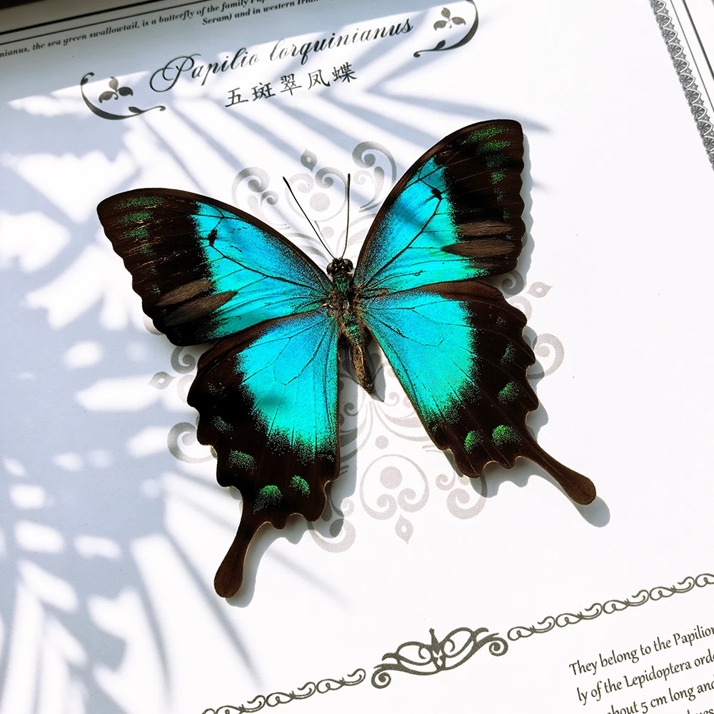 五斑翠凤蝶蝴蝶标本装饰画相框摆件礼物送女生男友客厅玄关装饰