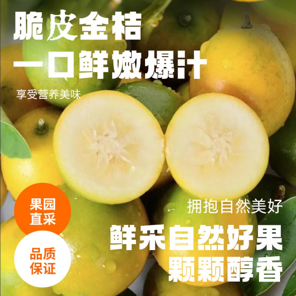 融安第二代脆皮小金桔 带箱两斤新鲜采摘蜜甜【静静助农】