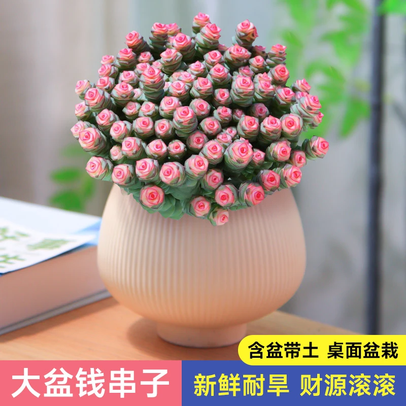 钱串锦多肉小盆栽室内桌面绿植钱多多四季耐旱创意花卉好养易活
