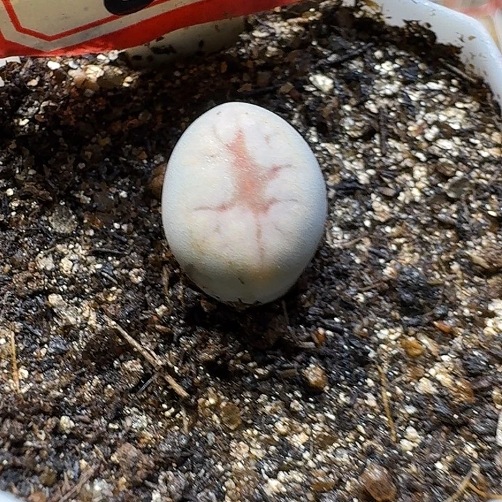 皇***座生石花23:：：。  181号