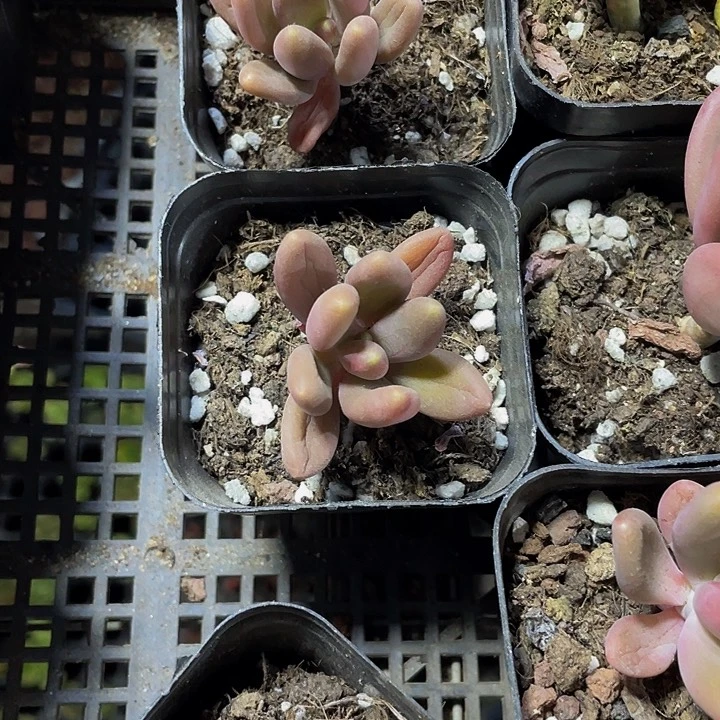 金蝉1.5带土发盆