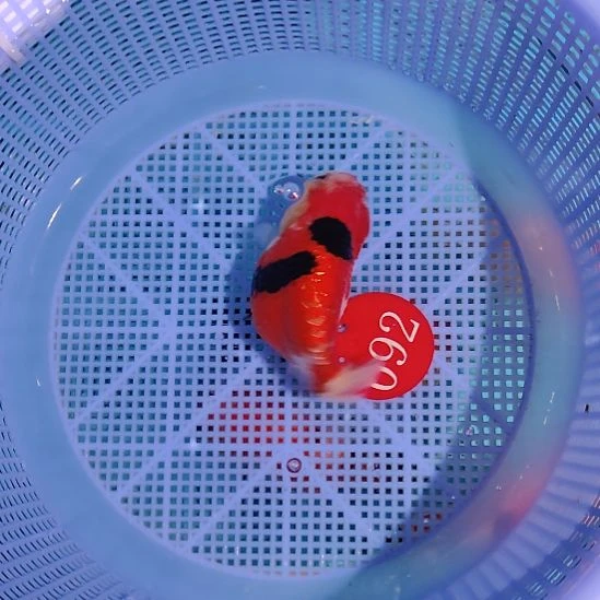 金鱼092兰寿一条  两条起顺丰包邮