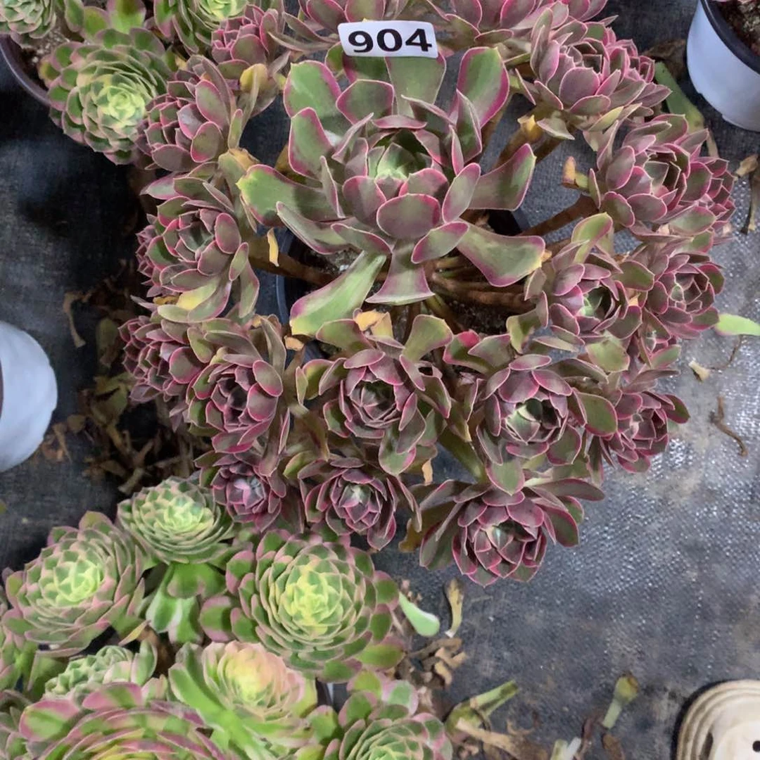 浣纱904法师多肉植物