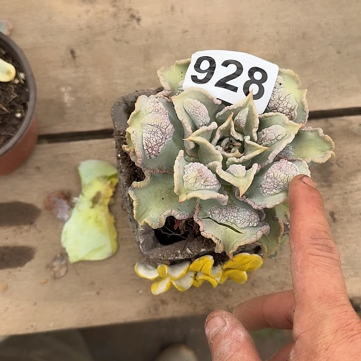 野***岗927多肉一个一物一拍