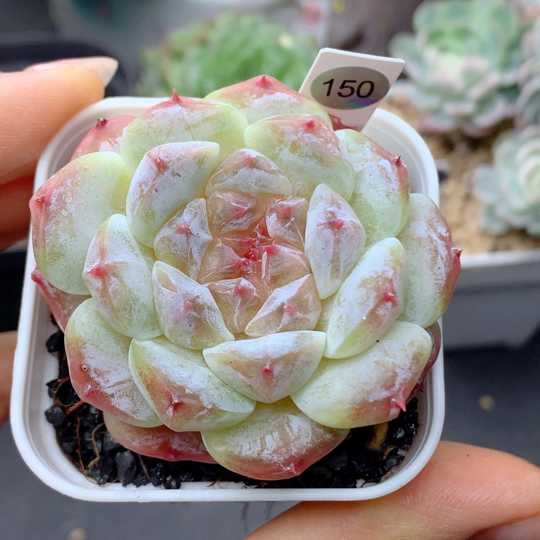 58包邮  群生不包整150