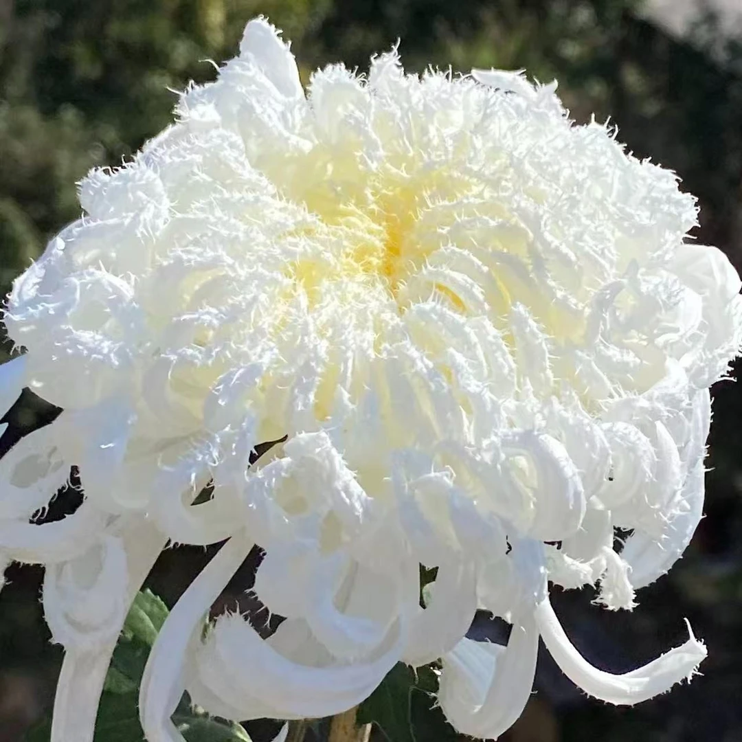【琼岛三友】菊花盆栽菊花苗耐寒植物开花大菊花带花苞好养