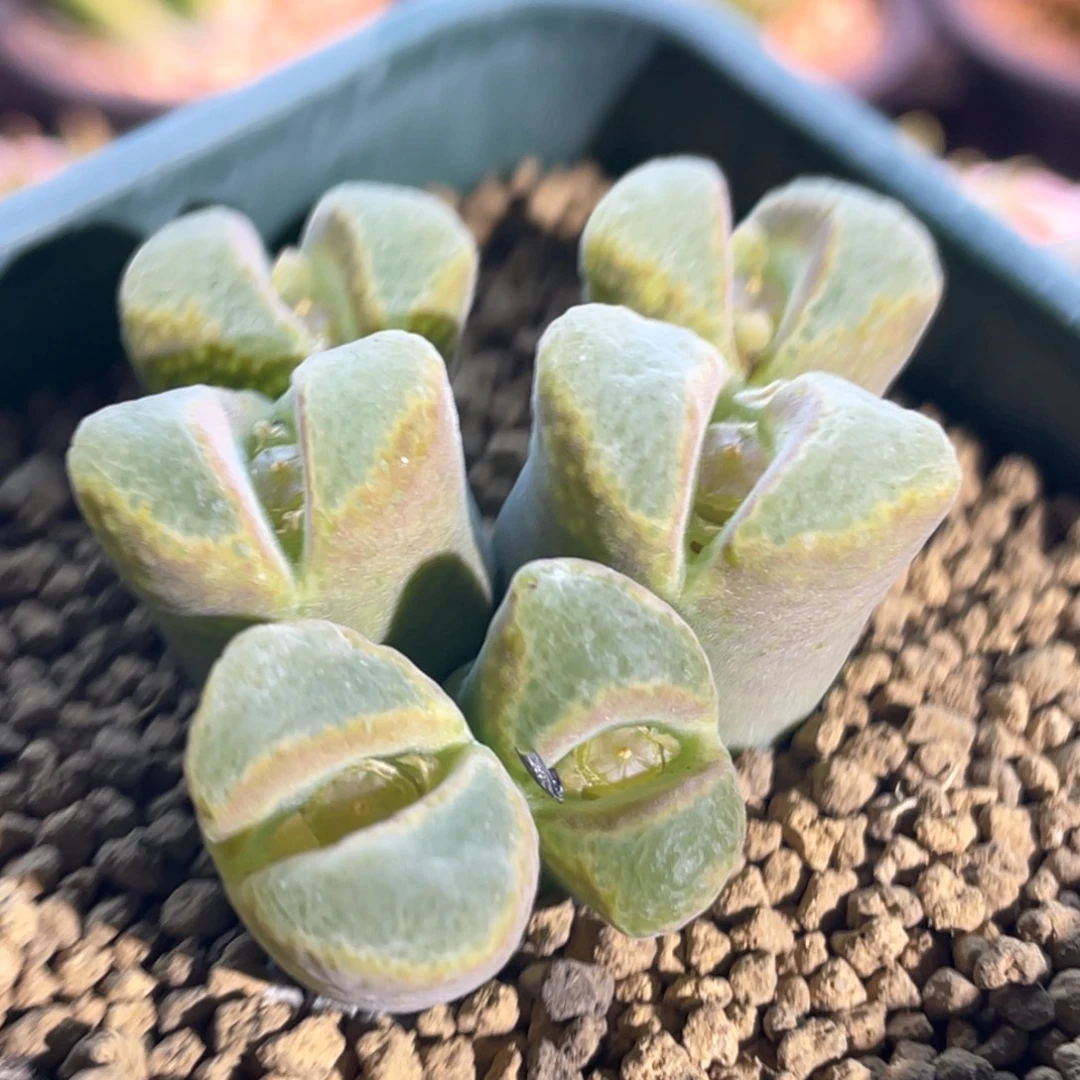 莉迪亚三角窗植物一物一拍