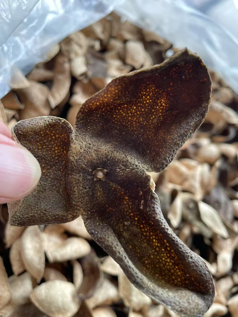 【新会陈皮】2018西甲原枝青皮 香气醇厚 已出药香 香气浓郁 纯生晒