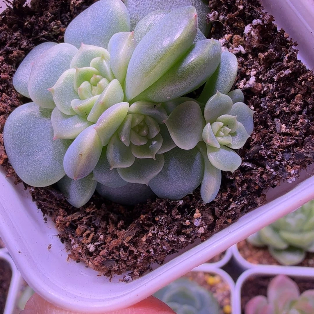 甜心荔枝叶插苗一物一拍