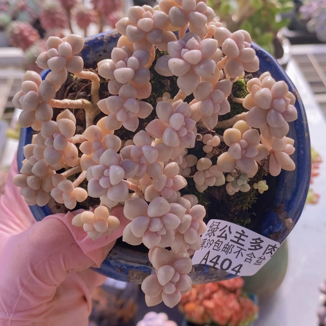 姬秋丽散拼9cm1404多肉