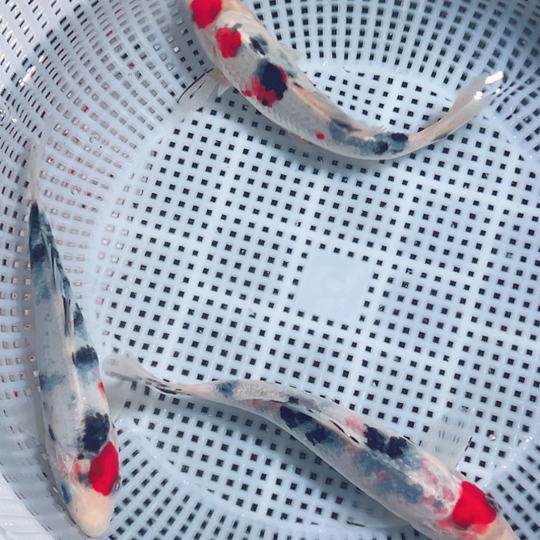 锦鲤锦鲤观赏鱼1111