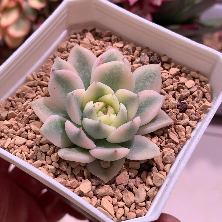 阿尔巴西施锦腹轮锦