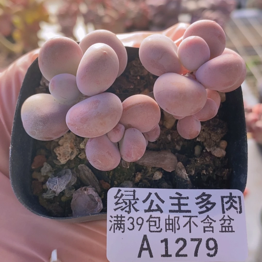 腰子桃蛋6cm1279多肉植物