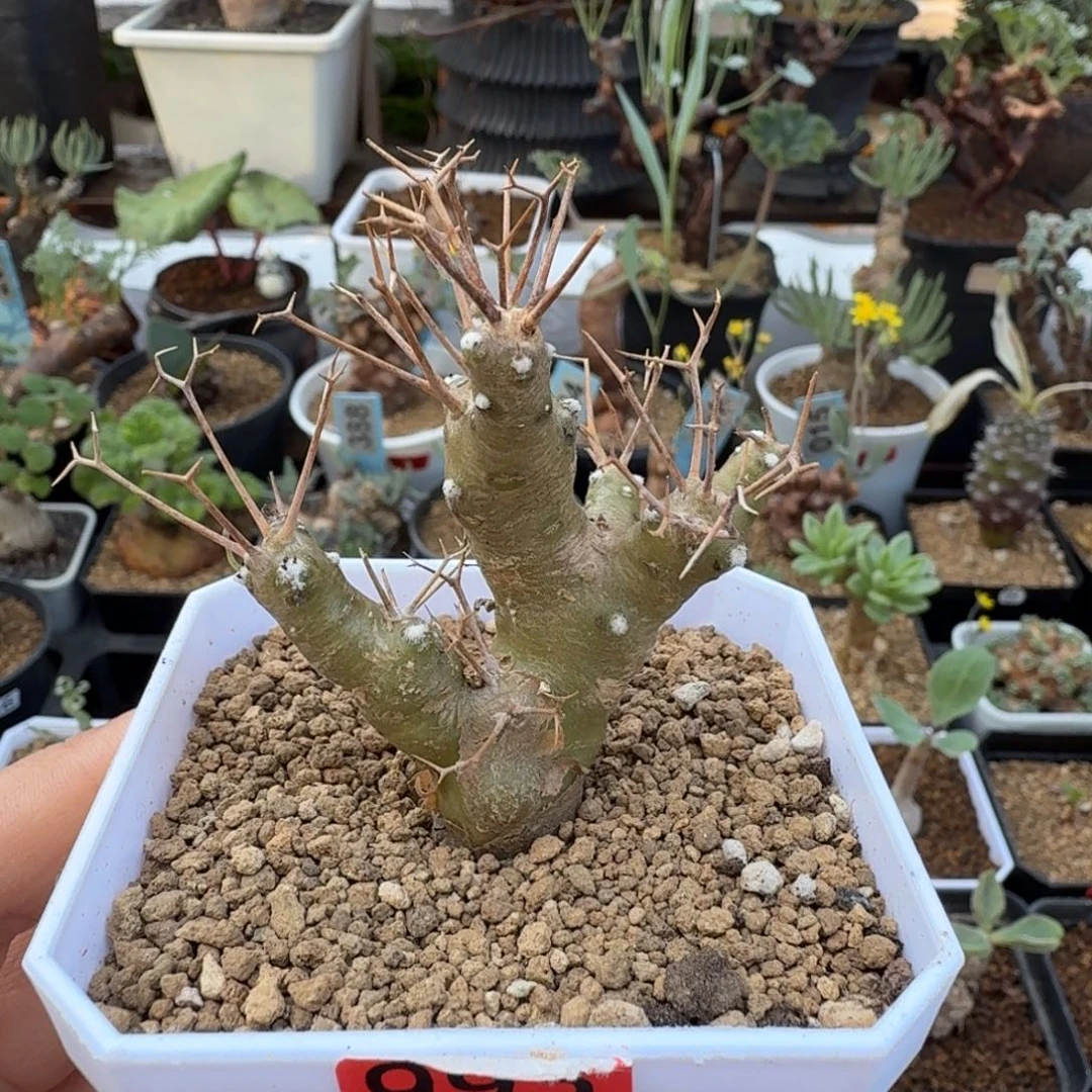 黑鬼殿983(脱土发